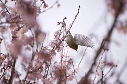 花食い鳥　