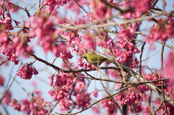 梅のような桜？
