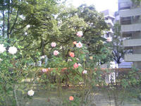 3_29112635.jpg