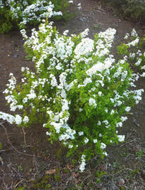 1_gwe_1054001.jpg