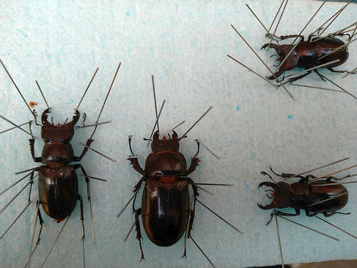 ウェムケンミヤマ 標本