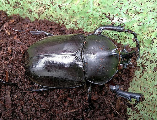 クメジマカブト　レッドアイ