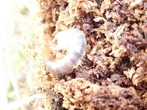 ニジイロクワガタ 幼虫飼育