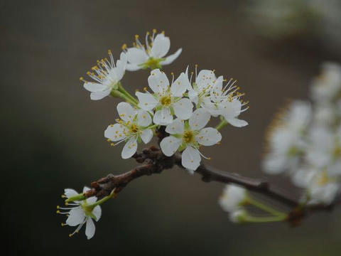 プラム 華凛の花言葉