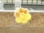 cc50c050.jpg