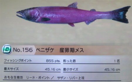 ベニザケ 産卵期メス タックルM