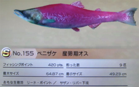 ベニザケ 産卵期オス タックルM