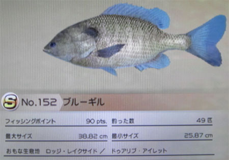 ブルーギル タックルS~M