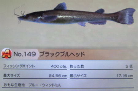 ブラックブルヘッド タックルS~M