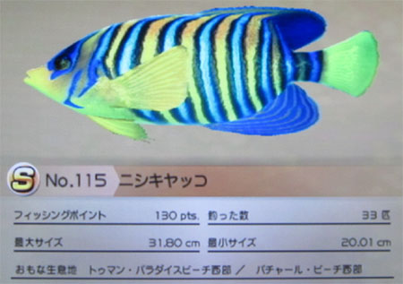 ニシキヤッコ タックルS~M
