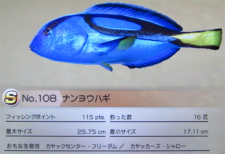 ナンヨウハギ タックルS~M