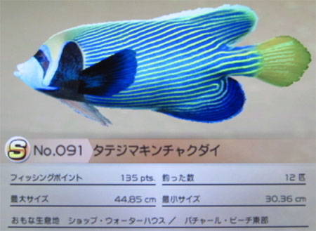 タテジマキンチャクダイ タックルM