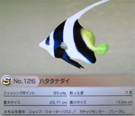 ハタタテダイ タックルS~M