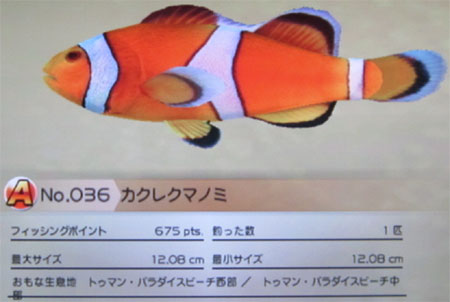 カクレクマノミ タックルS