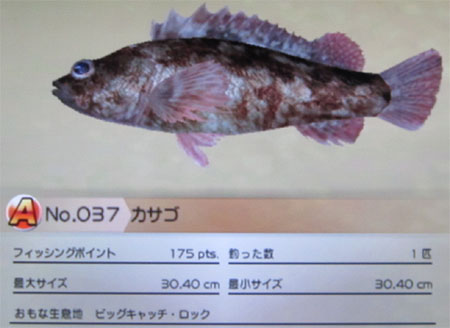 カサゴ タックルS