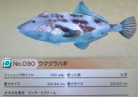 ウマヅラハギ タックルM