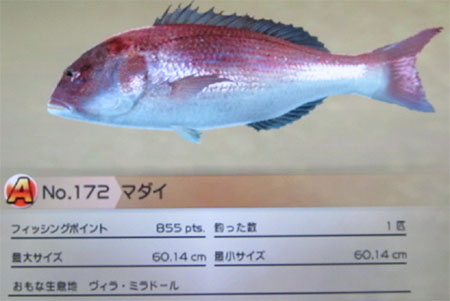 マダイ タックルM