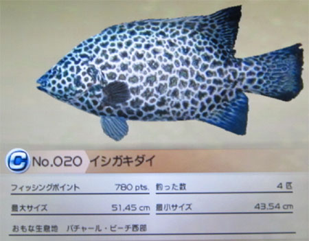 イシガキダイ タックルM