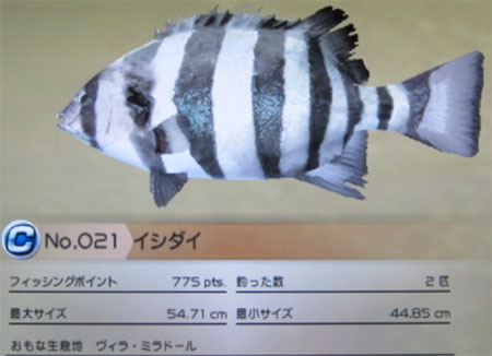 イシダイ タックルM