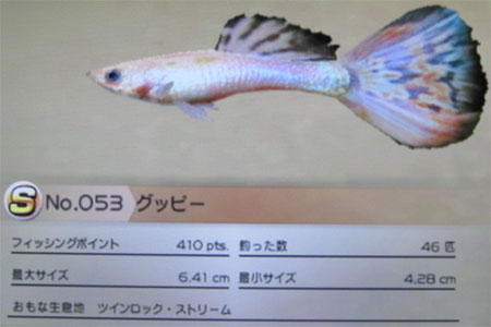 グッピー タックルS
