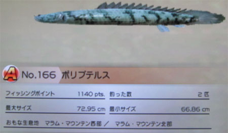 ポリプテルス タックルM
