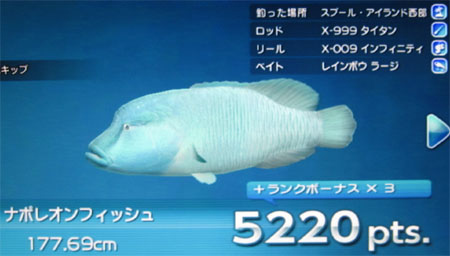 ナポレオンフィッシュ