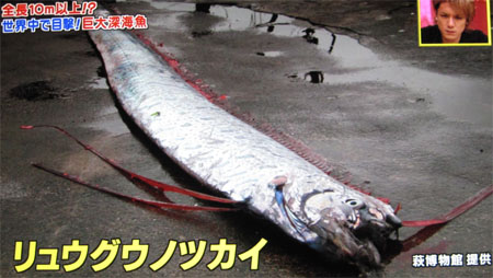 リュウグウノツカイ