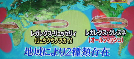 リュウグウノツカイとオールフィッシュ