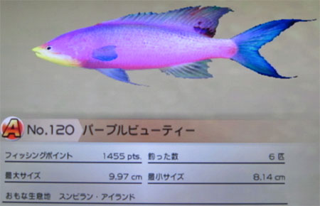 パープルビューティー タックルS