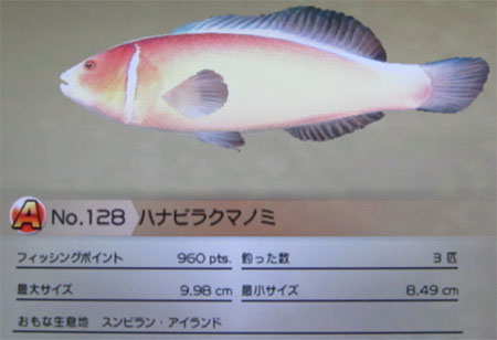 ハナビラクマノミ タックルS