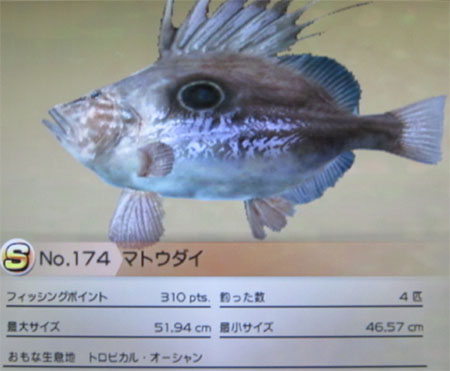 マトウダイ タックルM