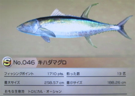キハダマグロ
