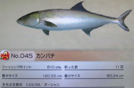カンパチ タックルL～LL