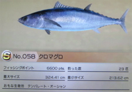 クロマグロ トローリング