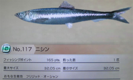 ニシン タックルM