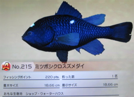 ミツボシクロスズメダイ タックルS～M
