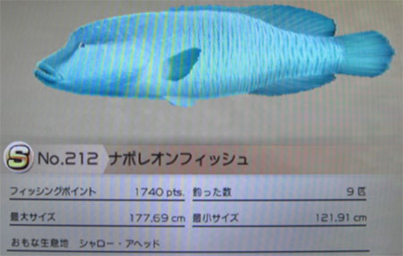 ナポレオンフィッシュ タックルL～LL