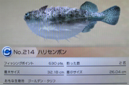 ハリセンボン タックルS～M