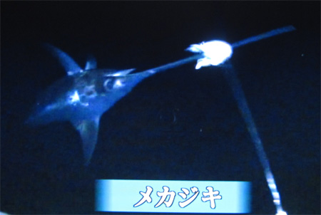 メカジキ