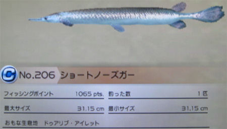 ショートノーズガー タックルS～M