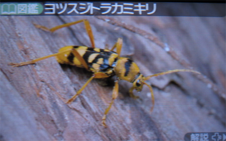 ヨツスジトラカミキリ
