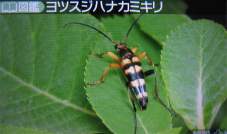 ヨツスジハナカミキリ