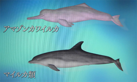 アマゾンカワイルカ