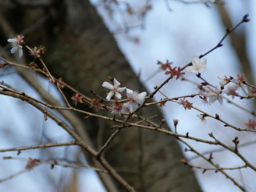 sakura.jpg