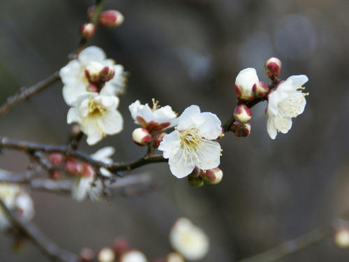 ume1.jpg