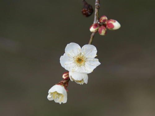ume2.jpg
