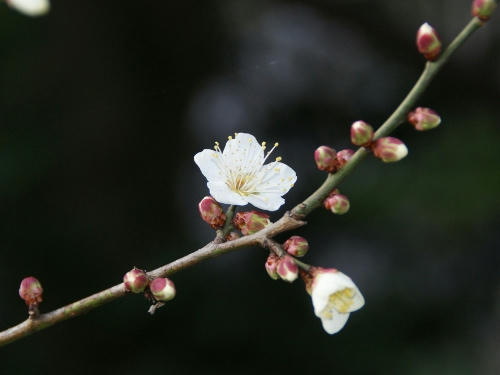 ume3.jpg