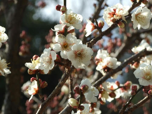 ume.JPG