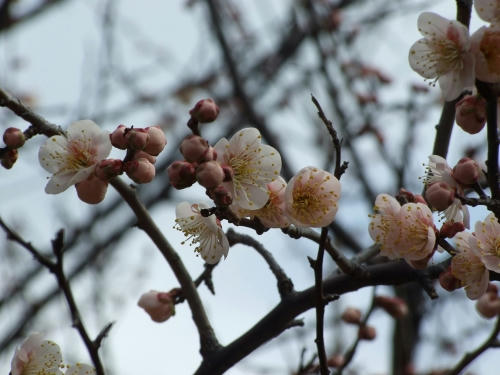 ume3.JPG