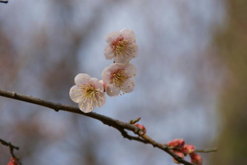ume5.JPG